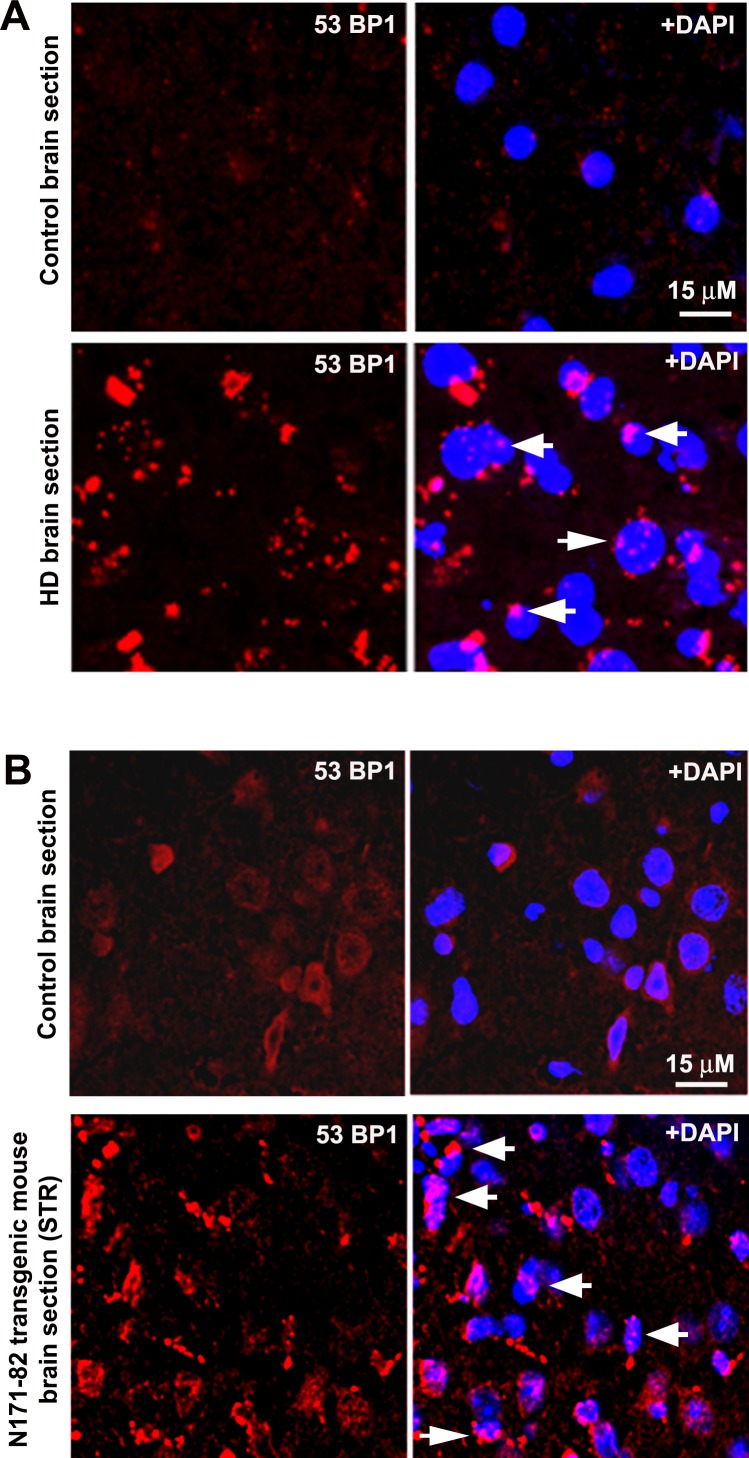 Figure 6—figure supplement 2.