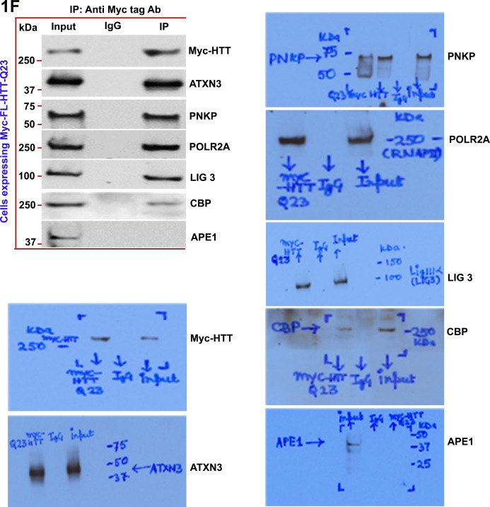 Figure 1—figure supplement 5.