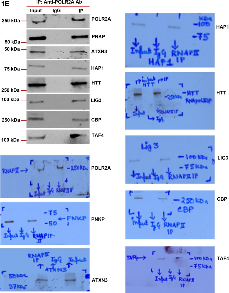 Figure 1—figure supplement 4.