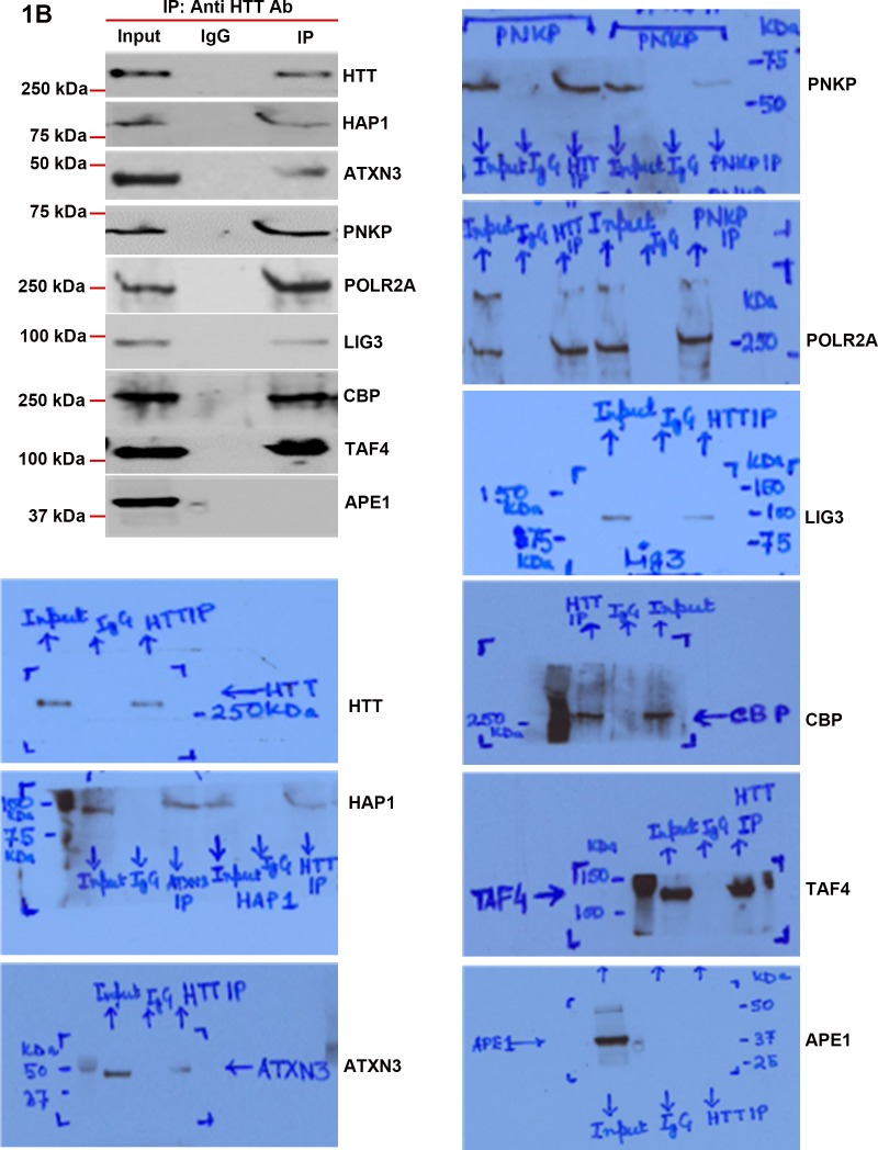 Figure 1—figure supplement 1.