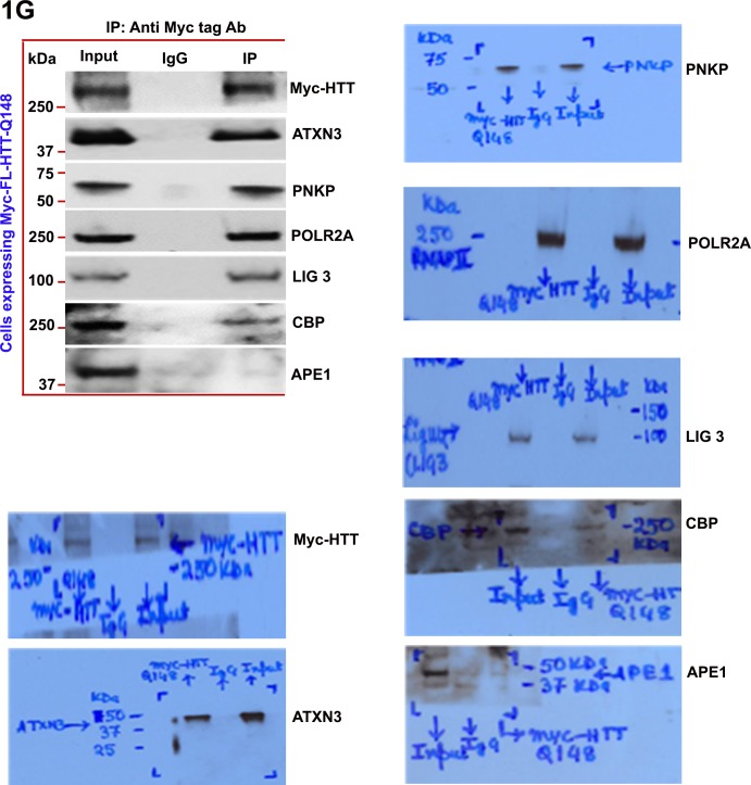 Figure 1—figure supplement 6.