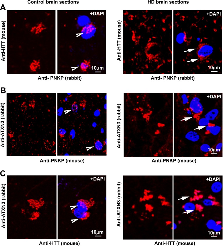 Figure 1—figure supplement 7.