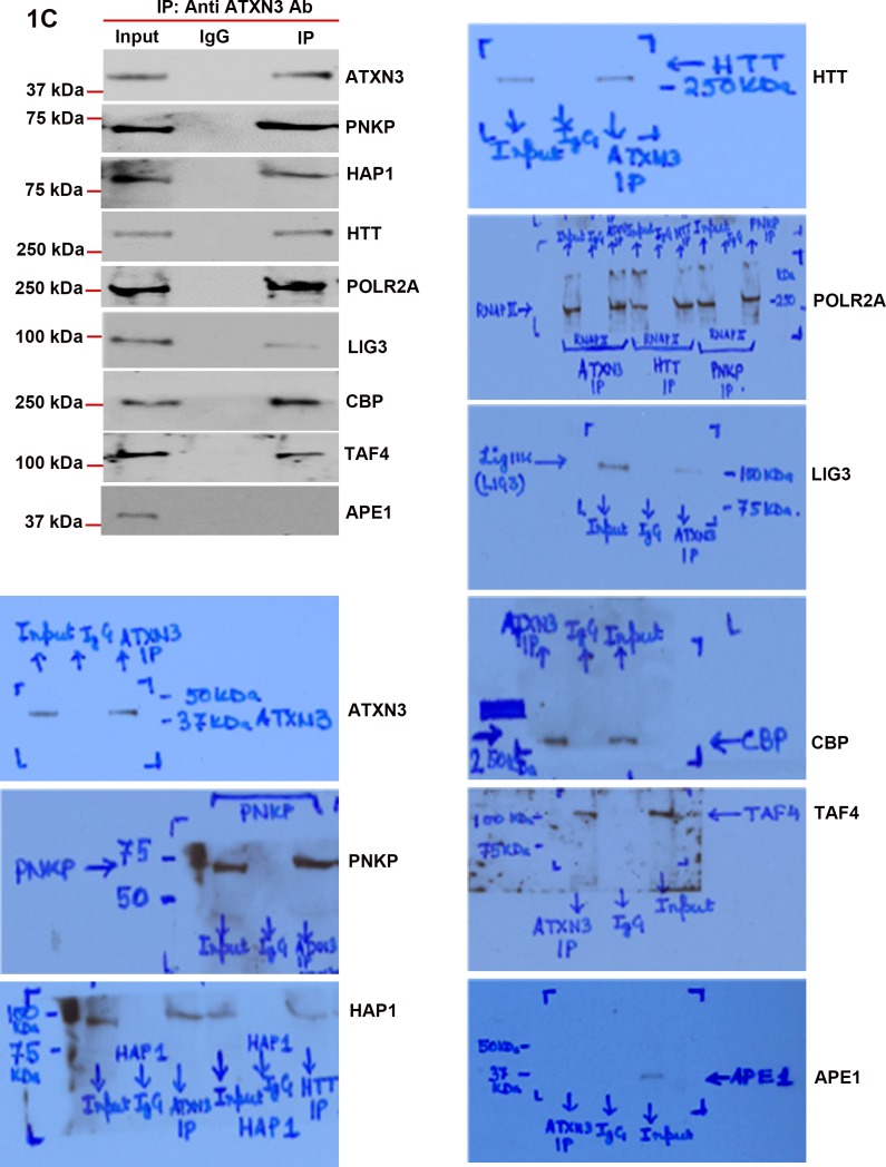 Figure 1—figure supplement 2.