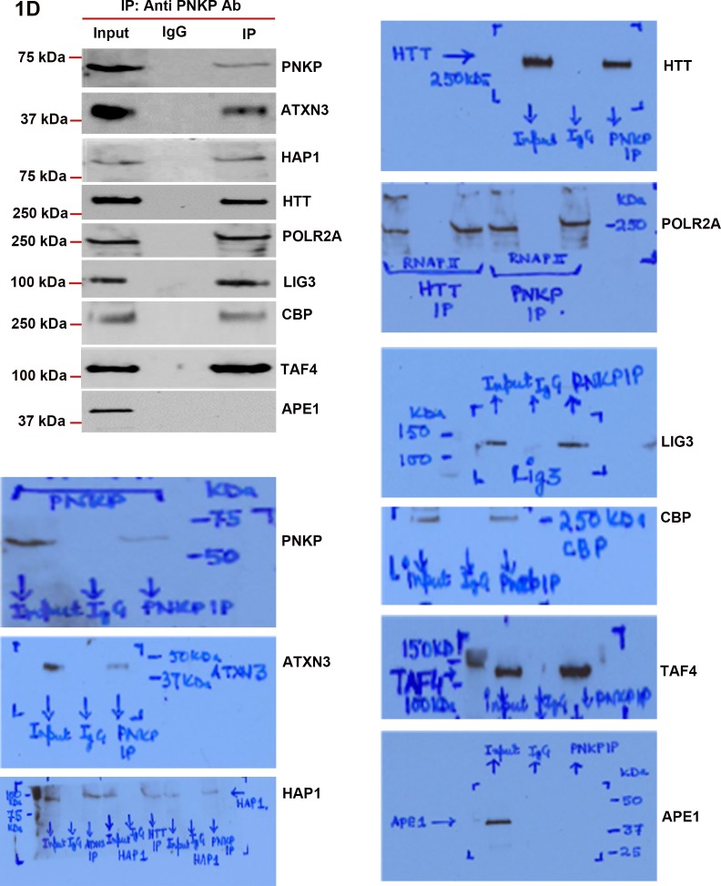 Figure 1—figure supplement 3.