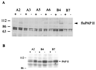 FIG. 5