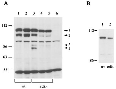 FIG. 6