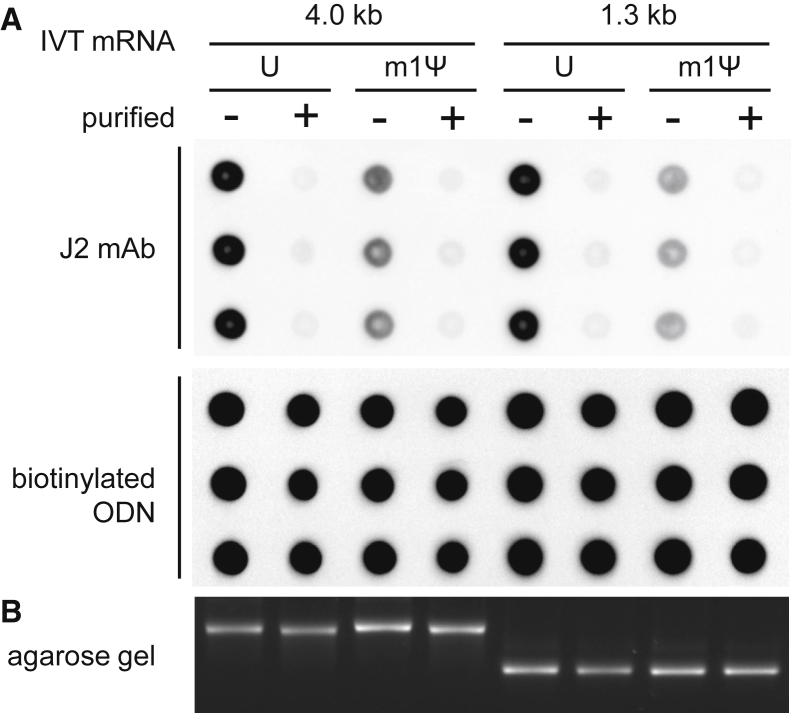 Figure 4