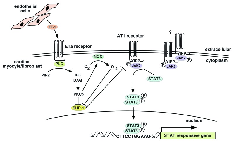 graphic file with name jkst-1-131-g2.jpg