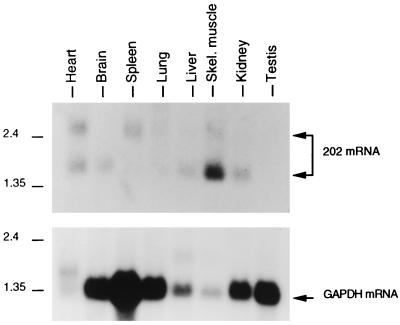 FIG. 1