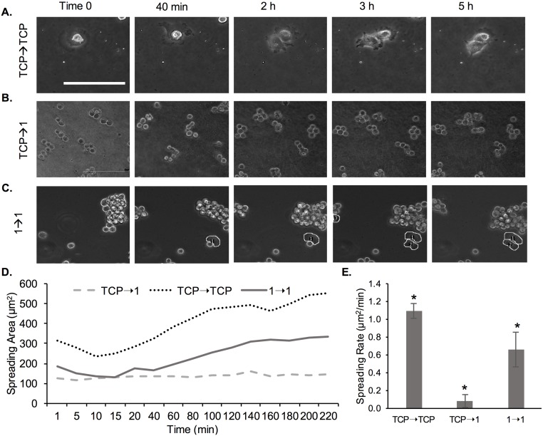 Fig 11