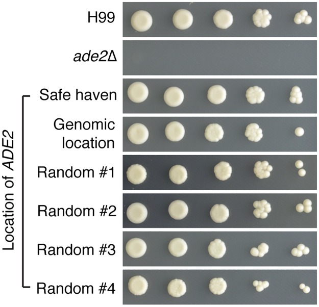 Fig 6