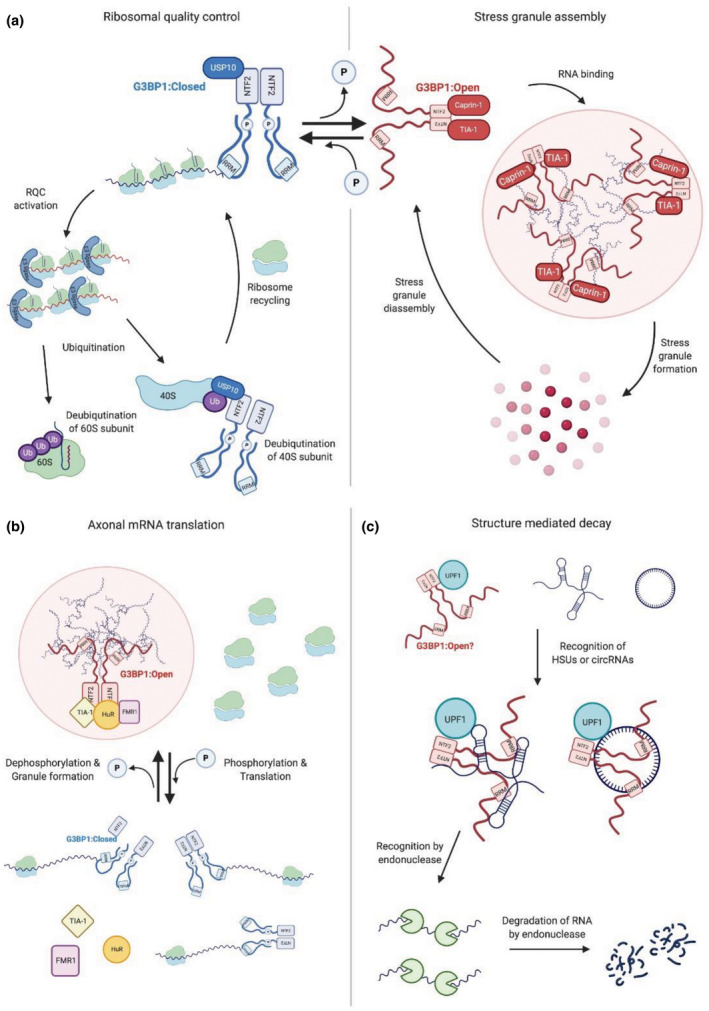 FIGURE 2