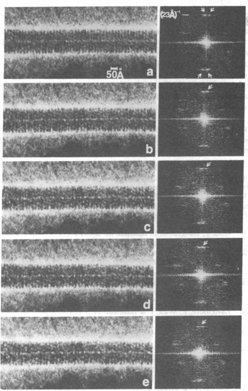 graphic file with name pnas00003-0229-a.jpg