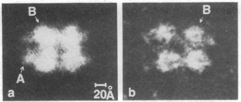 graphic file with name pnas00003-0228-a.jpg