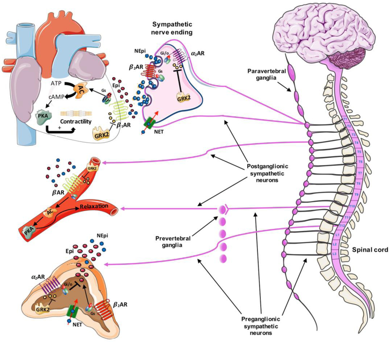 Figure 2: