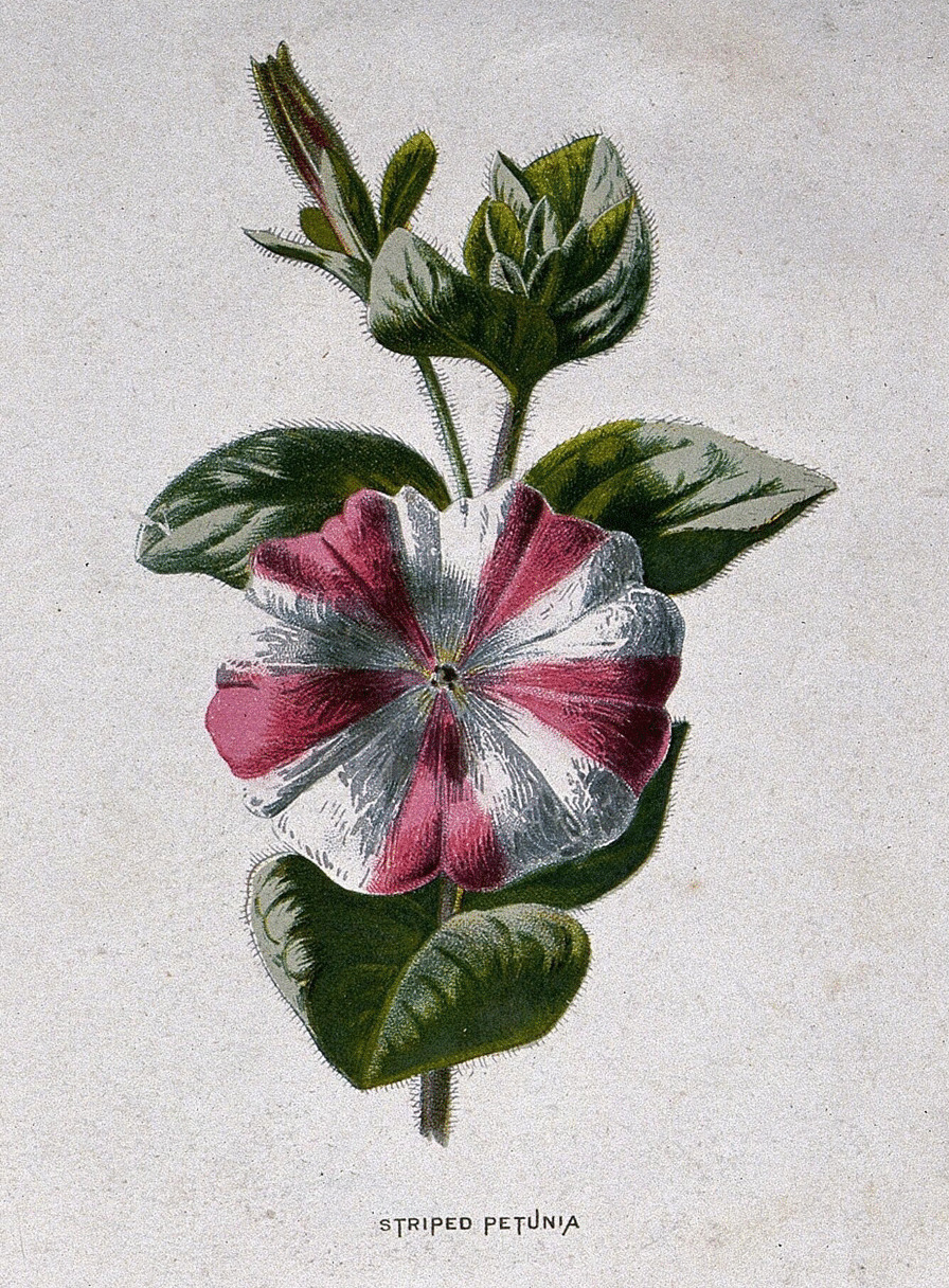 Fig. 5