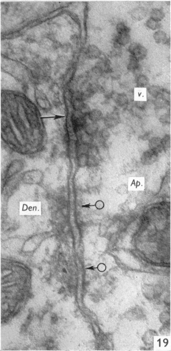 Fig. 19