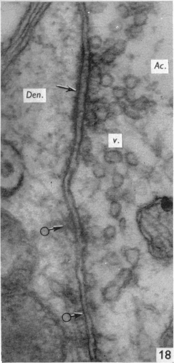 Fig. 18