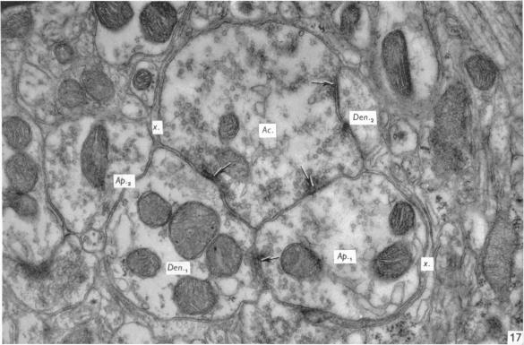 Fig. 17