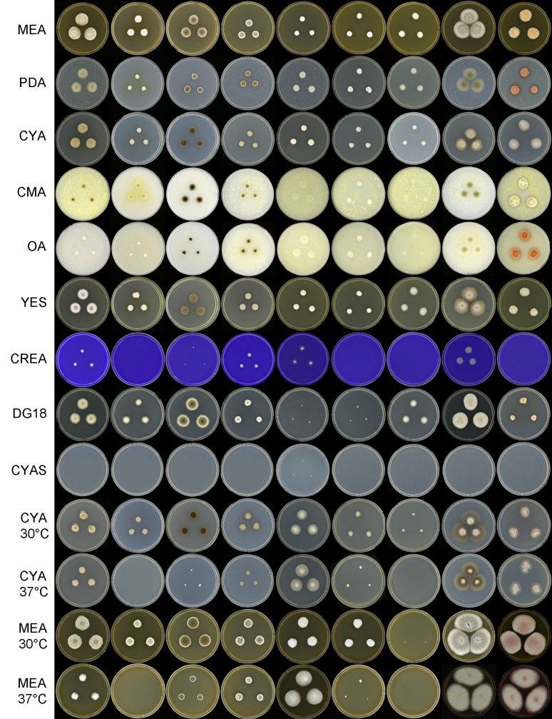 Phylogenetic analysis of Monascus and new species from honey, pollen ...