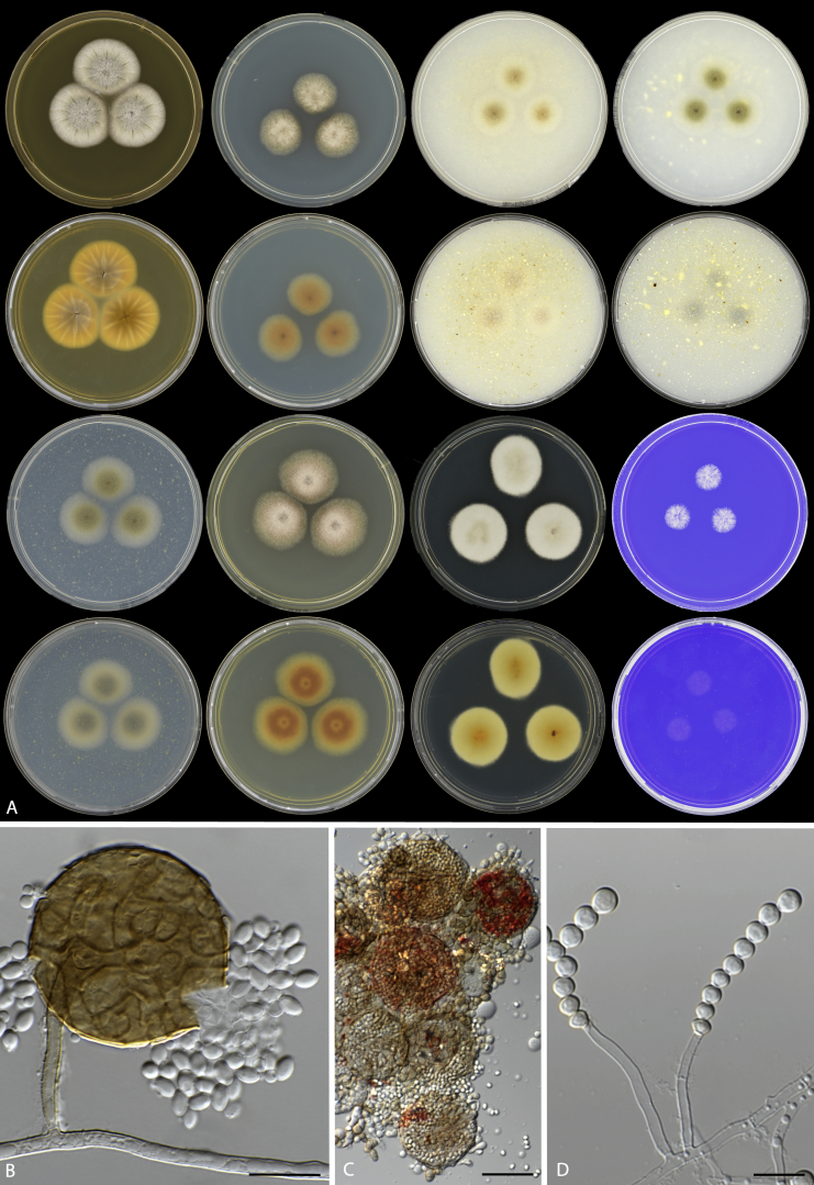 Phylogenetic analysis of Monascus and new species from honey, pollen ...