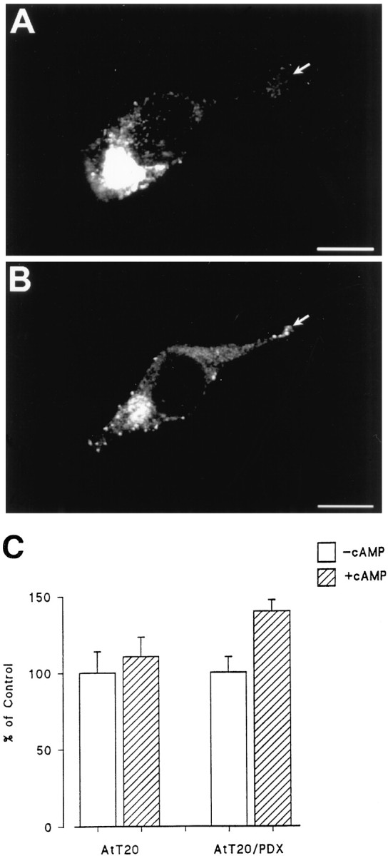 Fig. 12.