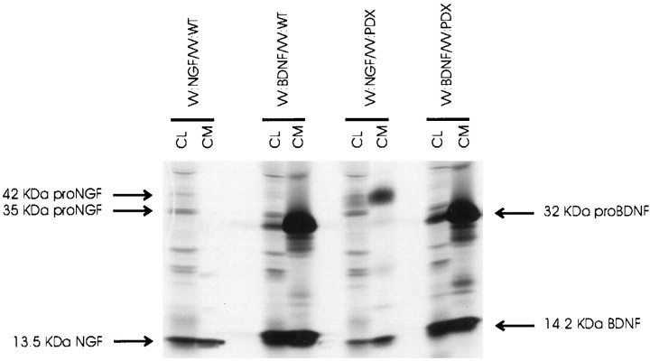 Fig. 11.