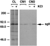 Fig. 9.