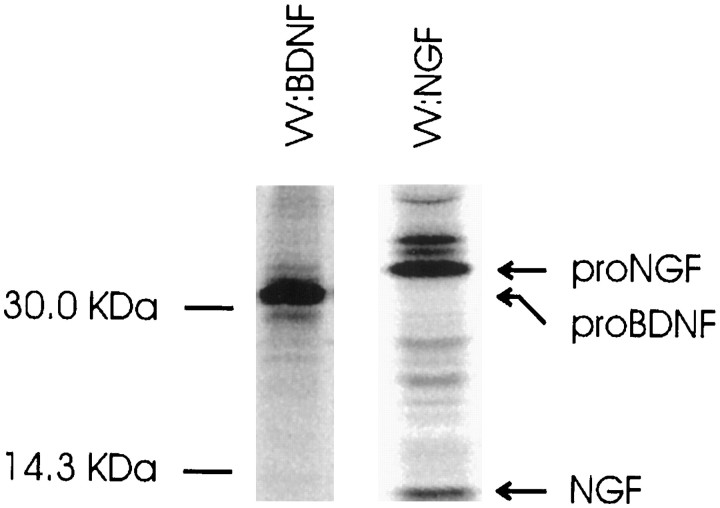 Fig. 10.