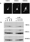 Fig. 13.