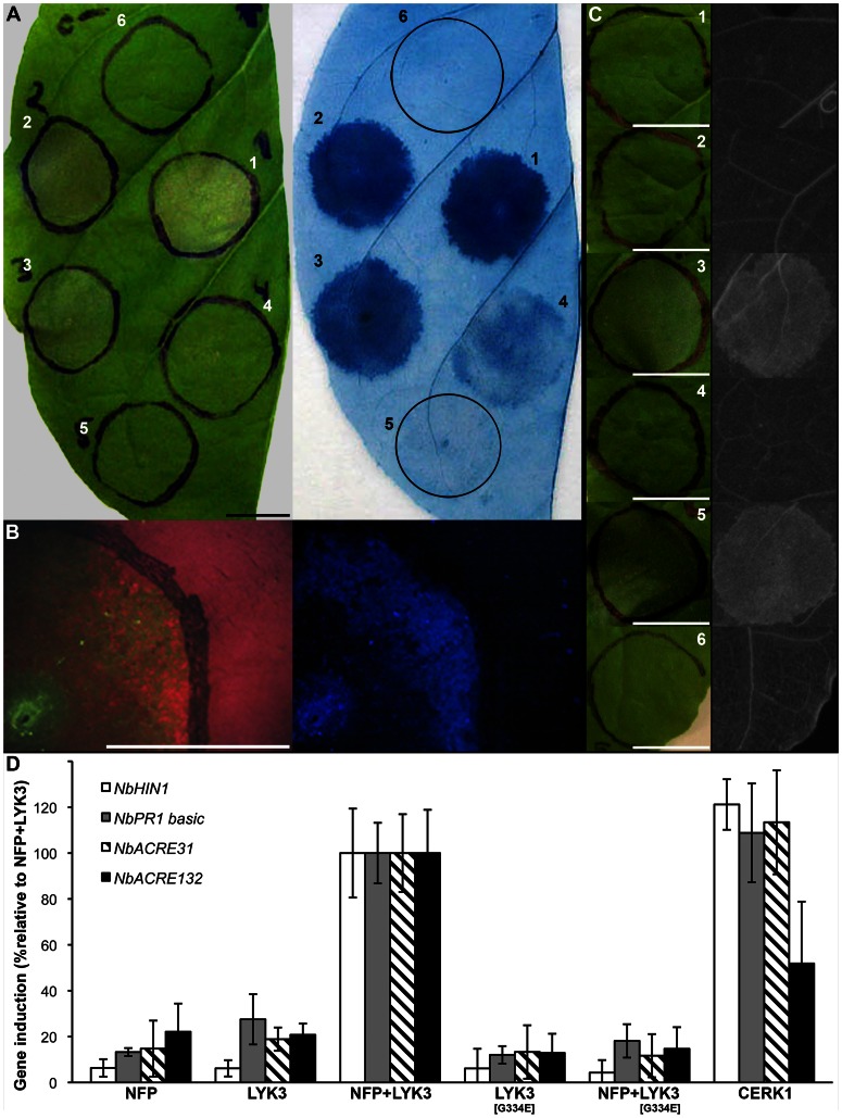 Figure 4