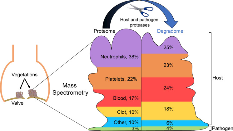 graphic file with name jciinsight-5-135317-g033.jpg