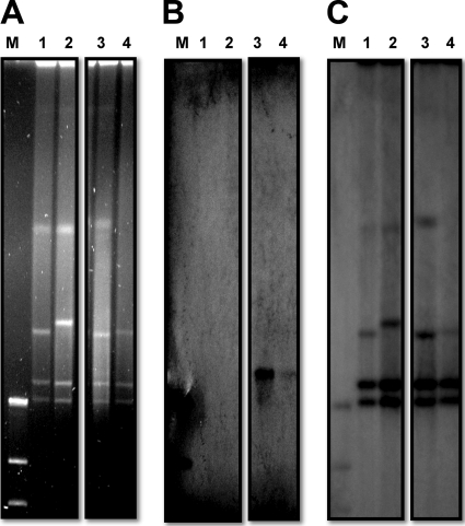 FIG. 4.