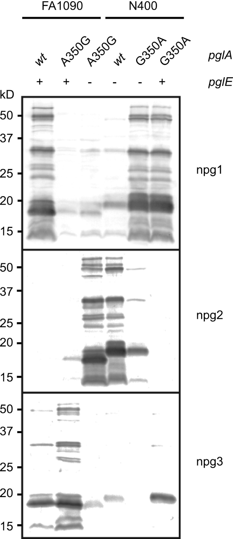 Fig 5