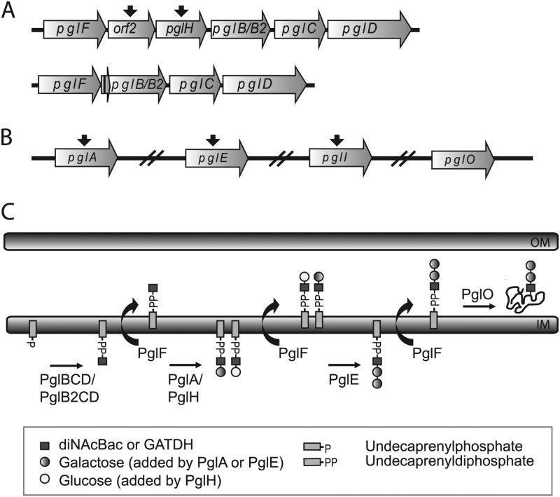 Fig 1