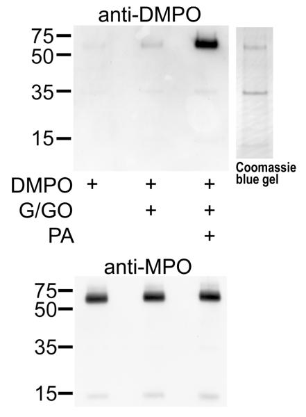 Figure 6C