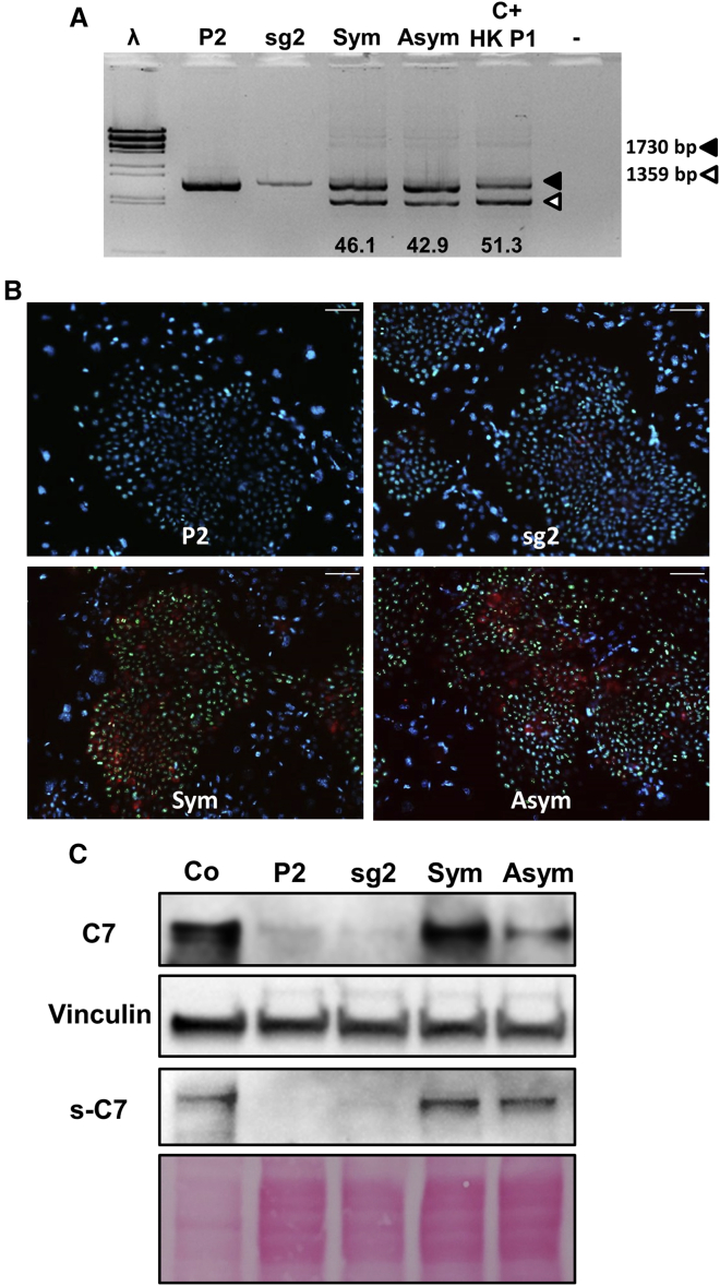 Figure 5