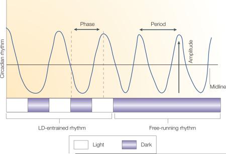 Box 1 | Some key principles of circadian biology