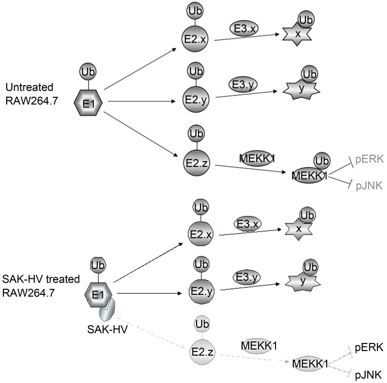 Scheme 2