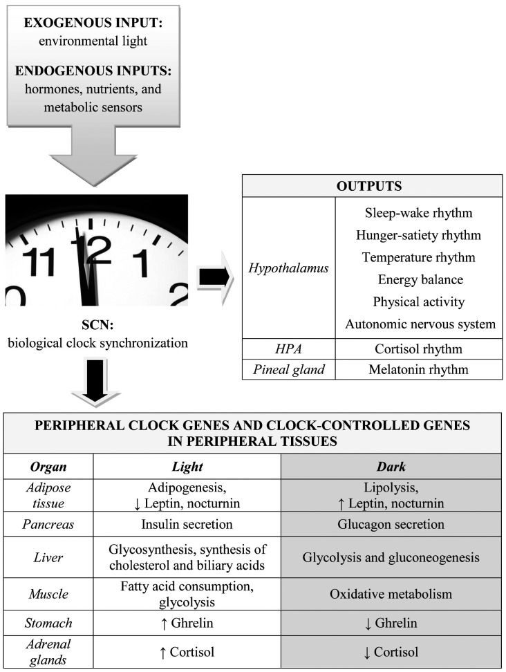 Fig. 1.