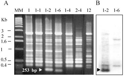 FIG. 1.