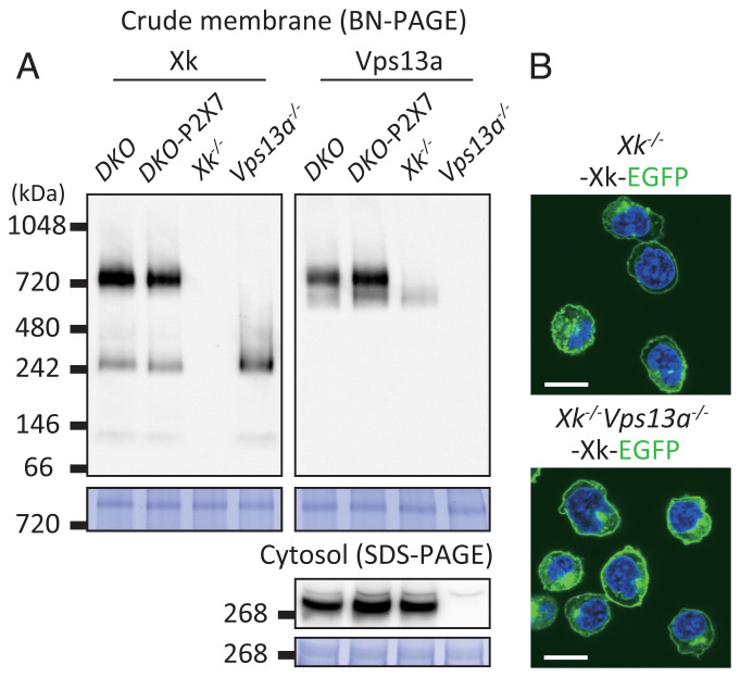 Fig. 4.