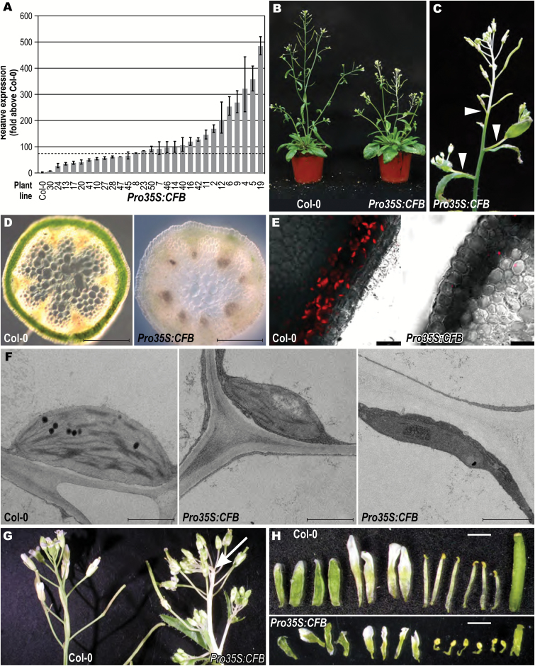 Fig. 6.