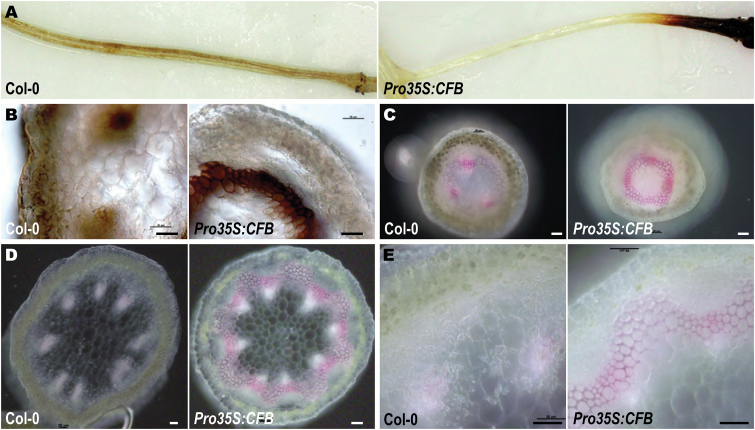 Fig. 7.