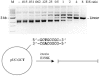 <b>Figure 2</b>