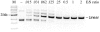 <b>Figure 5</b>
