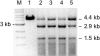 <b>Figure 4</b>
