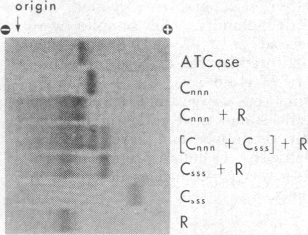 graphic file with name pnas00092-0259-a.jpg