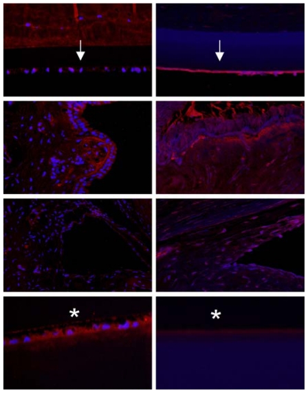 FIGURE 21