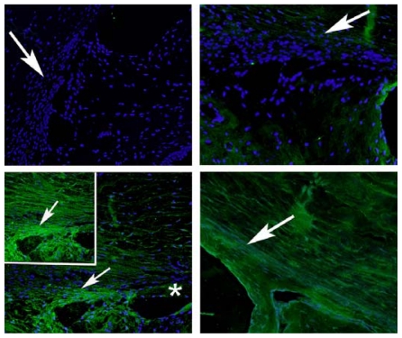 FIGURE 20